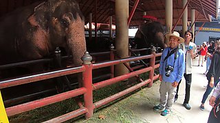 Feeding elephants and sex at home after with big ass Thai GF