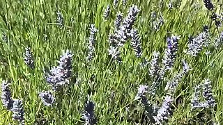 Amateur blonde teen casi james outdoor hardcore pounding