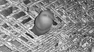 Young Indian Boy Showing his Hard Dick.