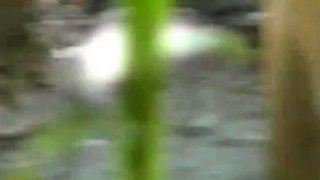 Sensuous amateur ex girlfriend hidden cam