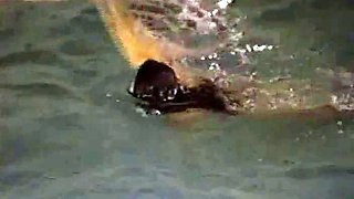 Asian japanese Hardcore amateur