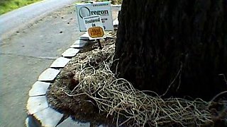 Real amateur college coed teens blowjob cumshot